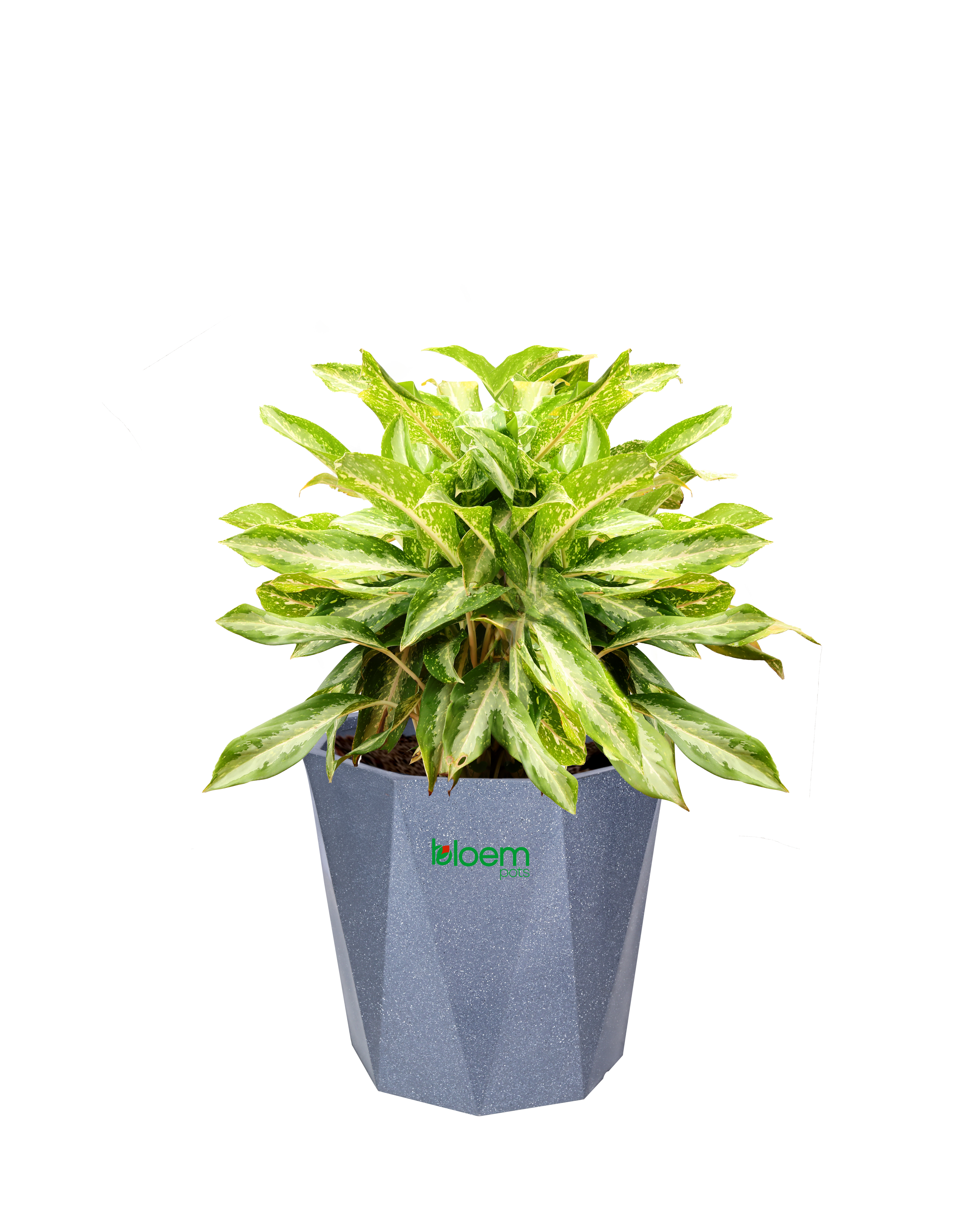 BloemPots planter