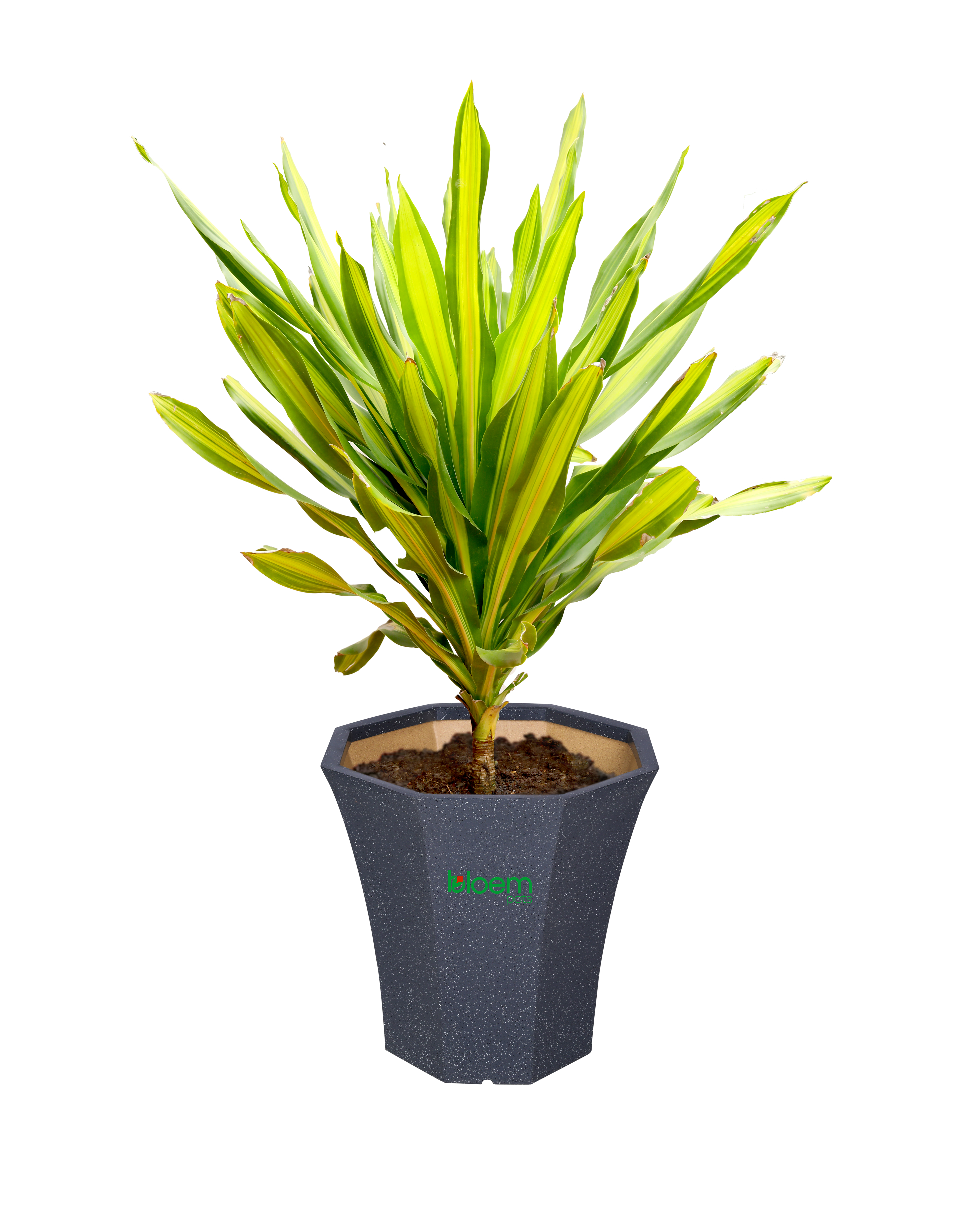 BloemPots planter