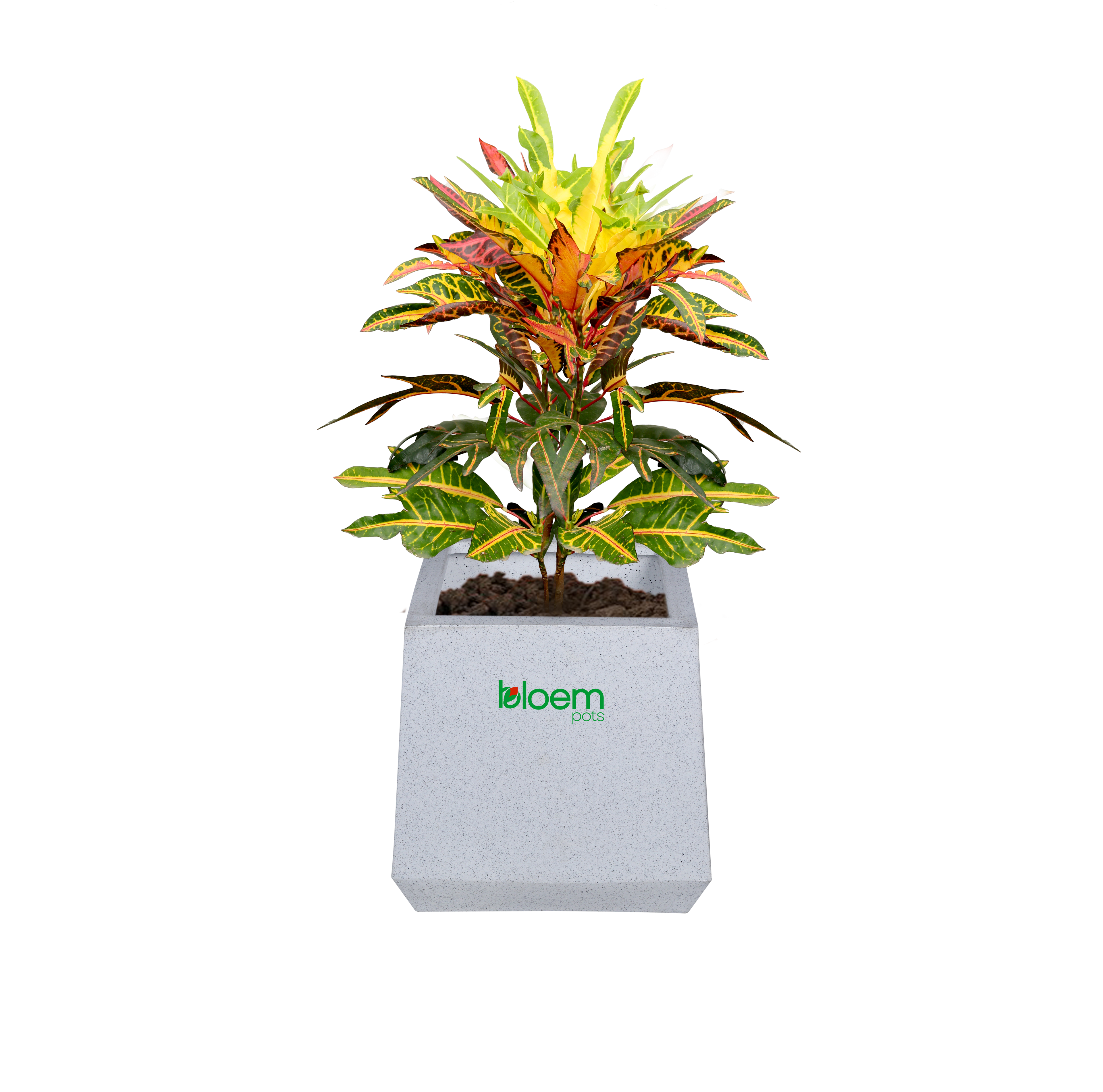 BloemPots planter styled with a colourful croton plant