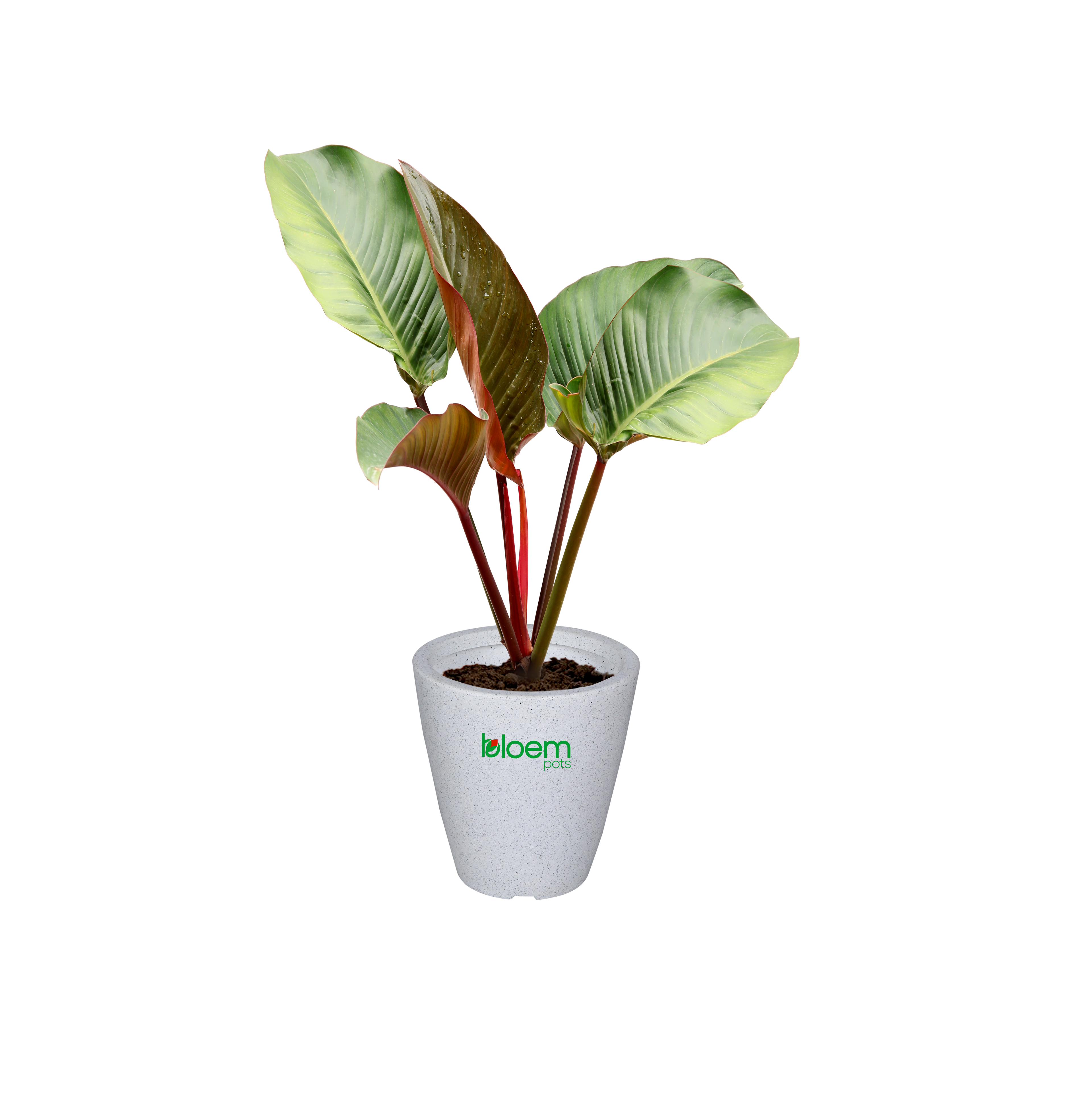 BloemPots planter