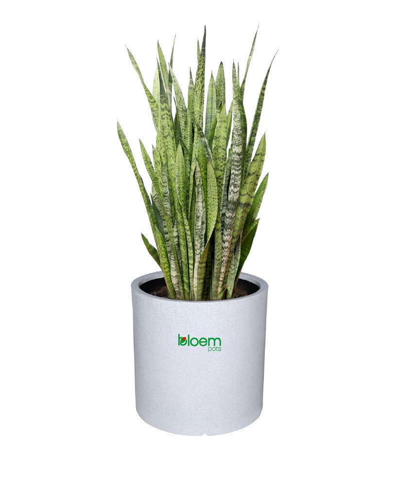 Bamboo