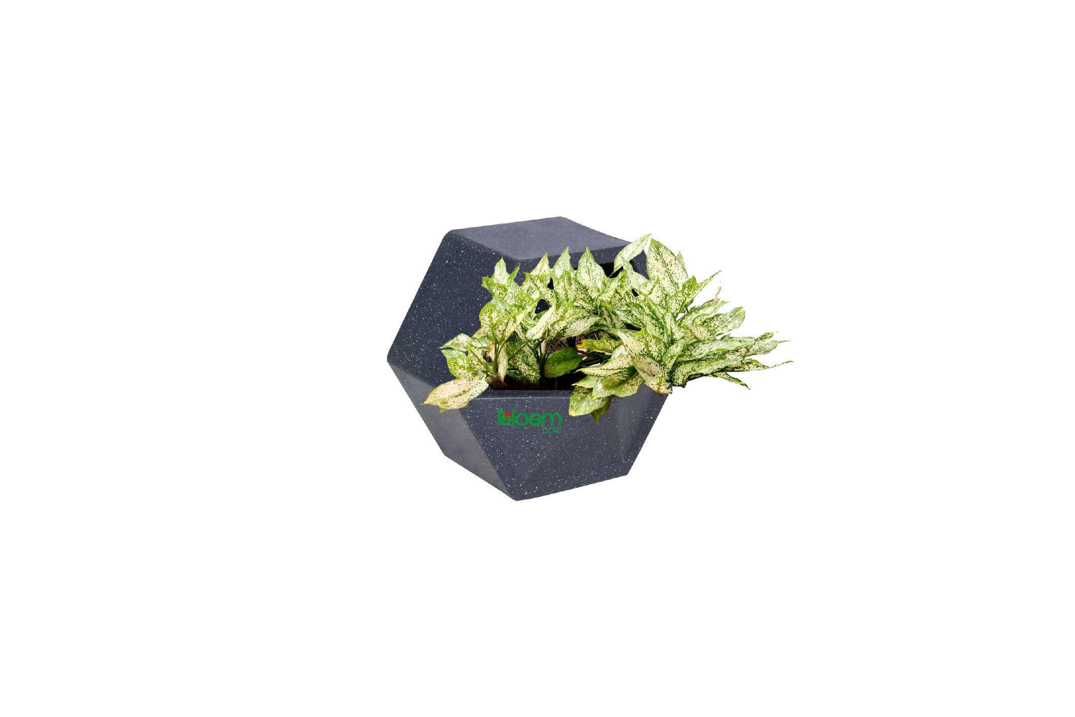 Bonsai