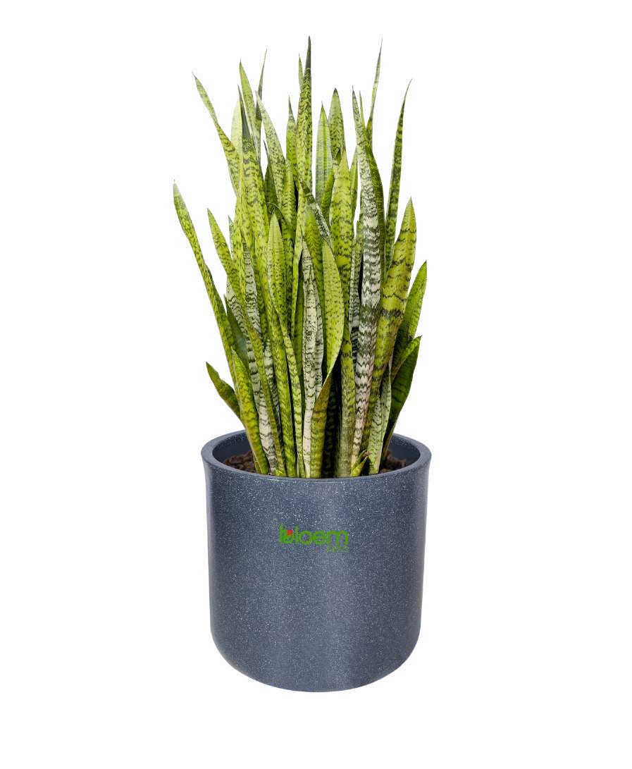 Cylindro
