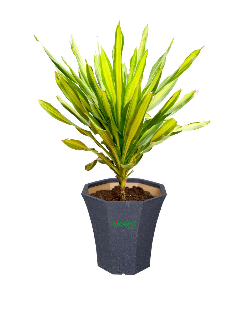 Palmrise