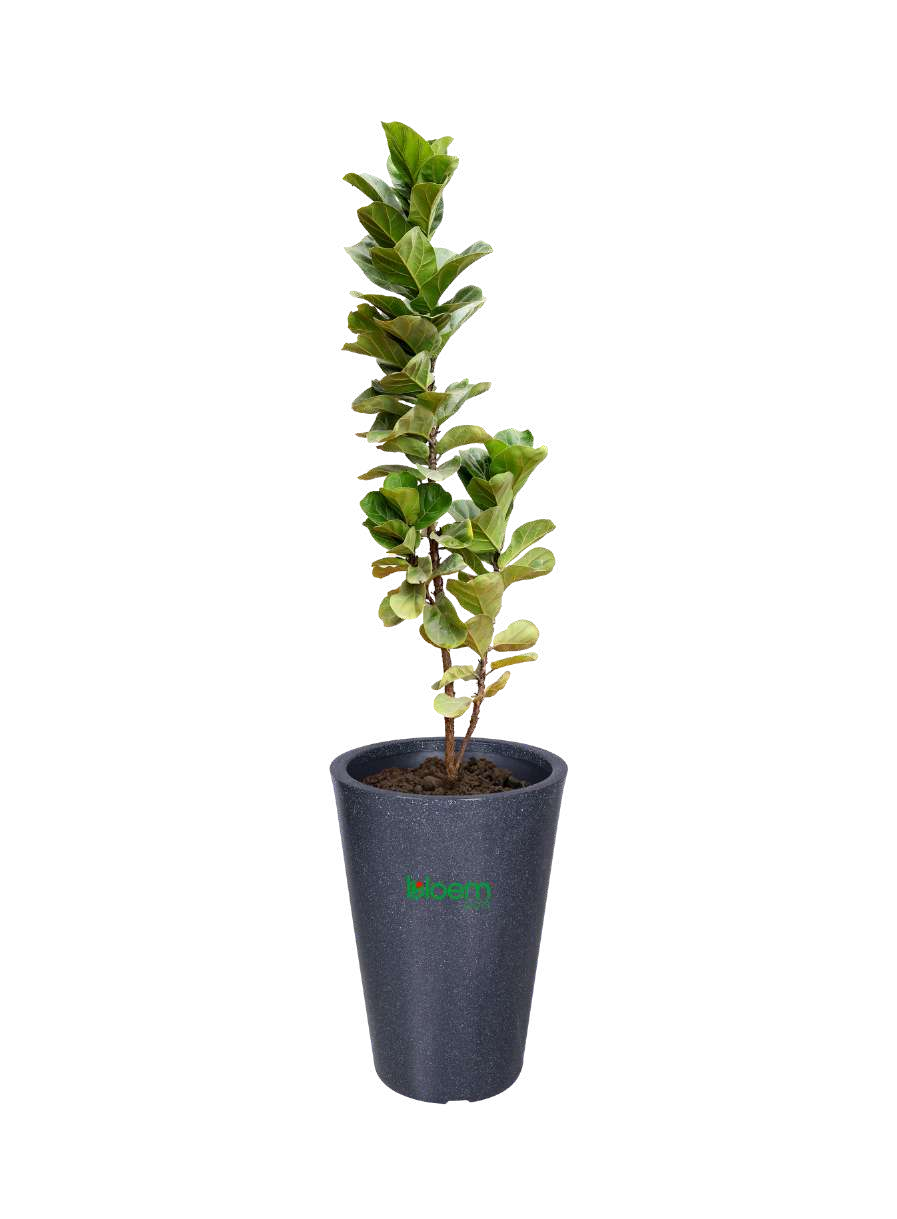 Tall Round
